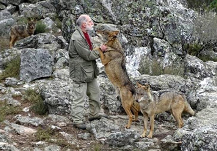 Carlos Sanz, tras sufrir el ataque de un lobo en Robledo: “Fue una reacción  inusual”