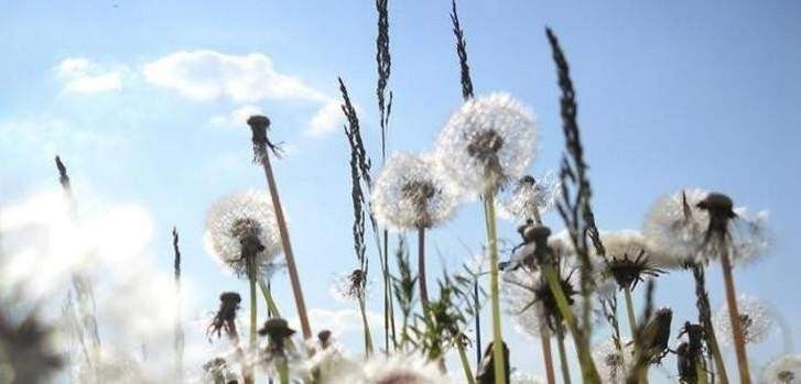 Nuevo pronóstico muestra cómo el polen puede cambiar el tiempo