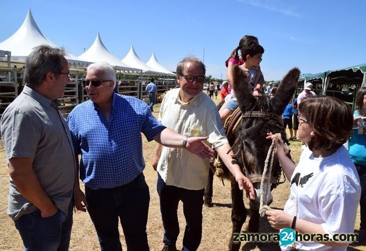  Los paseos en burro, la actividad más demandada en la recuperada Feria de Ganado Autóctono 