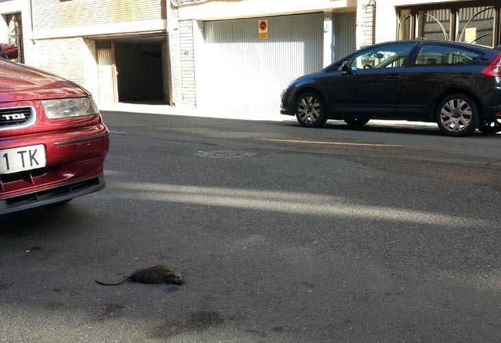  Ratas en Zamora