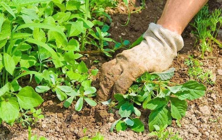  La Agencia de Información y Control Alimentarios vigilará las prácticas abusivas en el sector hortofrutícola 