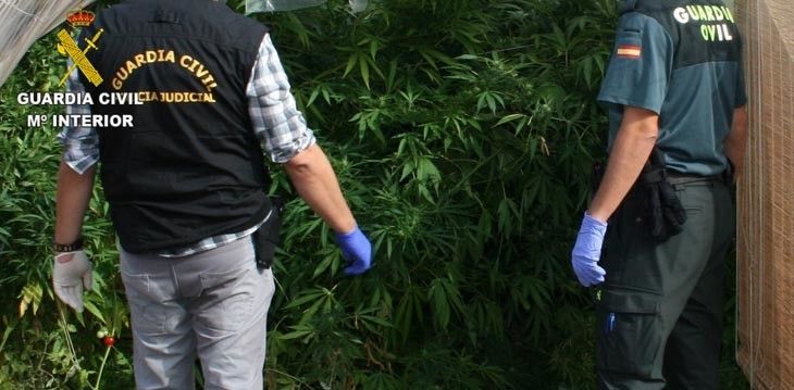  Un detenido en Pueblica de Valverde por poseer una importante plantación de marihuana 