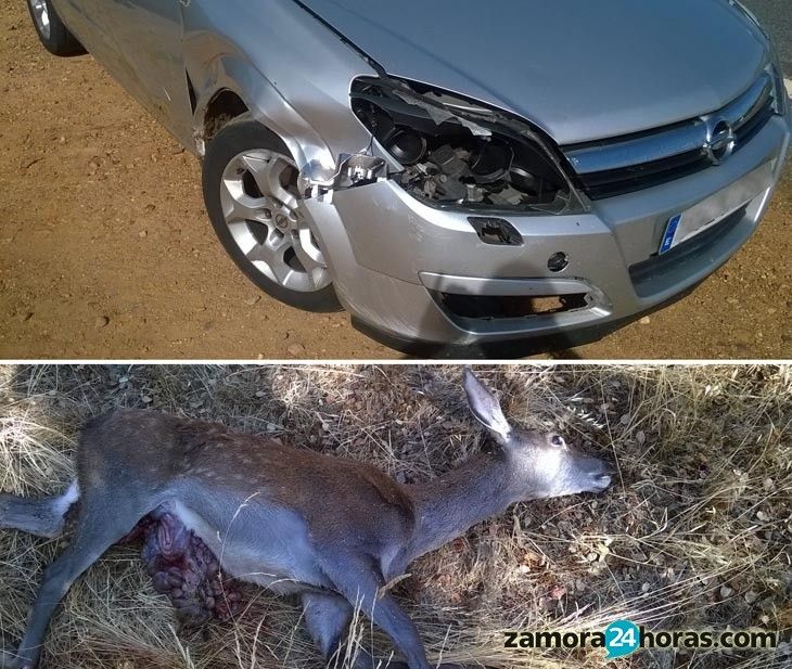  El atardecer, el amanecer y la noche, horas donde más riesgo existe para los accidentes con fauna 