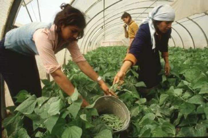  Agricultura y Ganadería destina 70 millones de euros para incorporación de jóvenes 