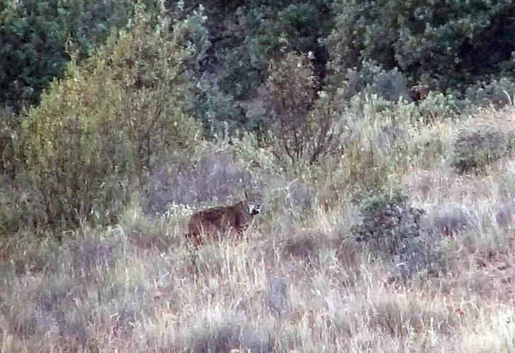  Kentaro, el lince ‘viajero’ que permaneció varios meses en Zamora, muere atropellado en Portugal 