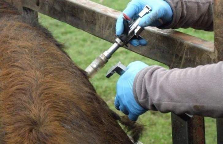 Veterinario atendiendo a un animal.