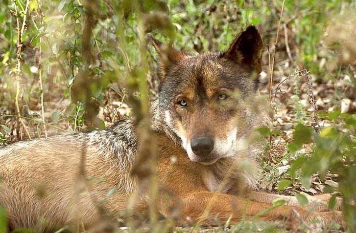  La Junta y las organizaciones agrarias pedirán al Ministerio el cambio de régimen del lobo 