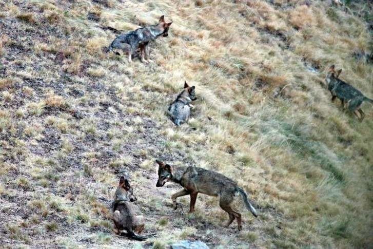  Veinticuatro menores de toda España vivirán en Zamora “su gran aventura”, conocer al lobo 