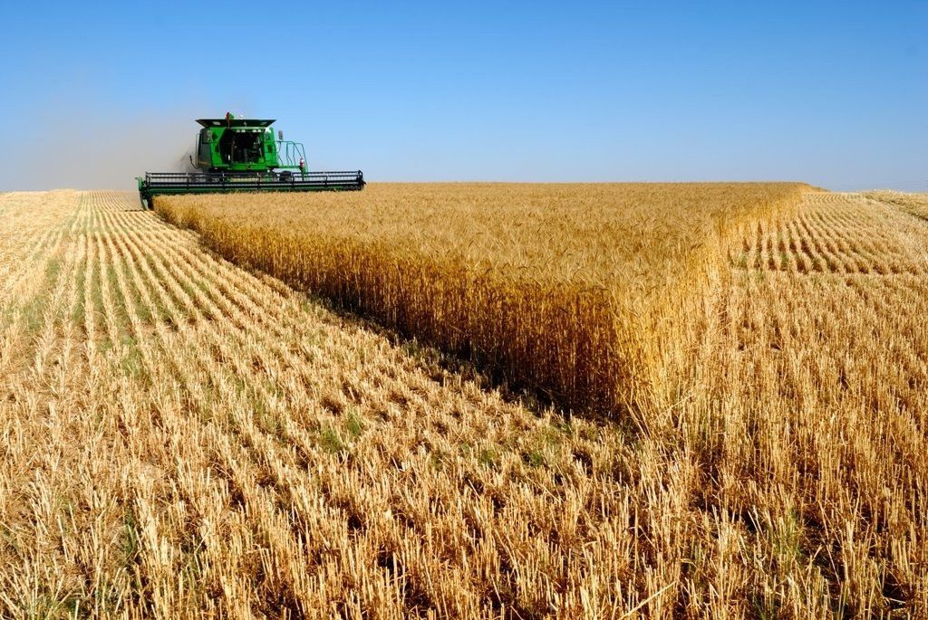 Una cosechadora trabaja en el campo