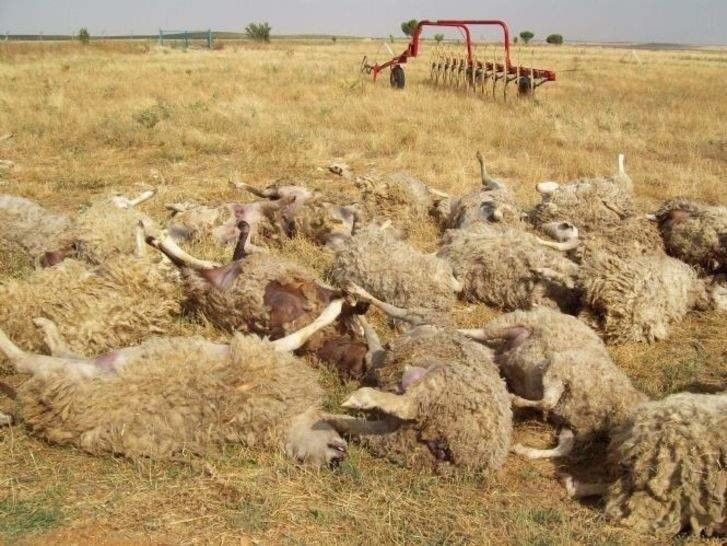  Descienden los daños del lobo al Sur del Duero durante el primer cuatrimestre 