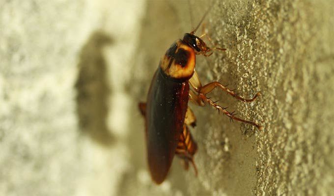  La semana que viene se inicia una campaña de desinsectación contra la cucaracha 