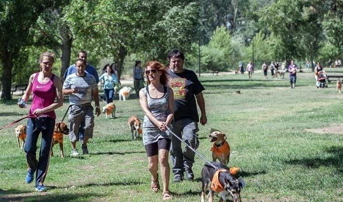 Pincho Vegano Solidario En Favor De Defensa Animal Zamora