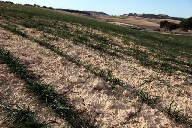  Agricultores y ganaderos, en graves problemas por la sequía. Archivo.