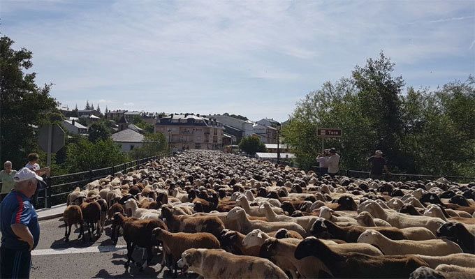  La comarca de Sanabria homenajea a sus trashumantes 