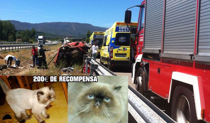  Ofrecen 200 euros de recompensa a quien encuentre un gato perdido tras el accidente en Cobreros 