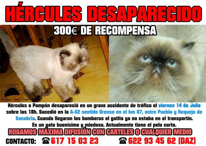  Aumenta la recompensa para quien encuentre un gato perdido tras el accidente en Cobreros 