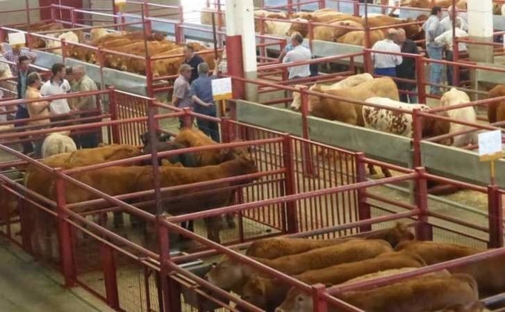  La mesa de despiece ibérico anima la Lonja de Salamanca 