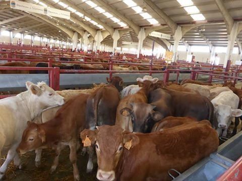  Pendientes de la mesa de despiece ibérico en la Lonja de Salamanca 