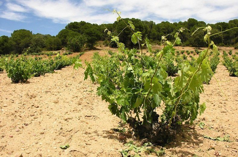 Una plantación agrícola