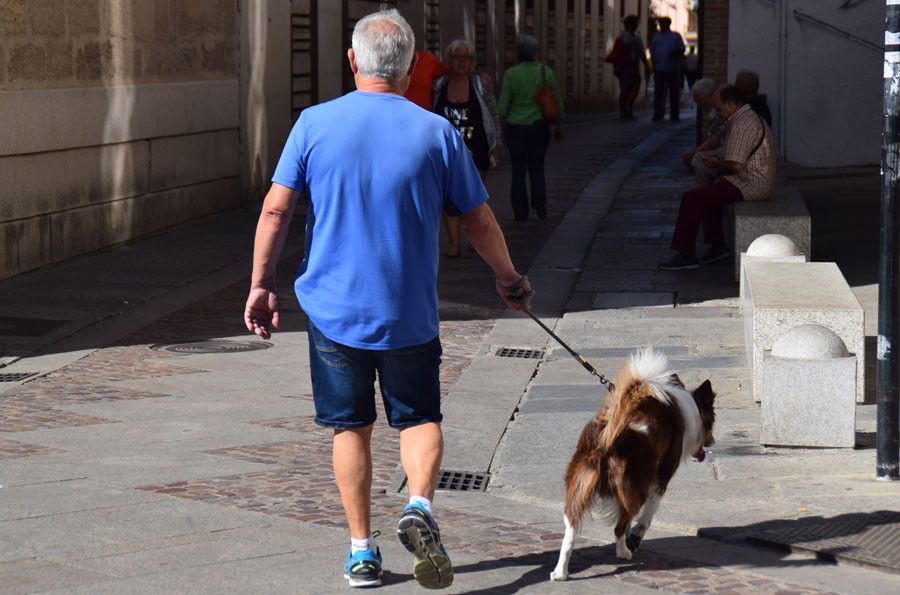  Perro mascota paseante zamora 