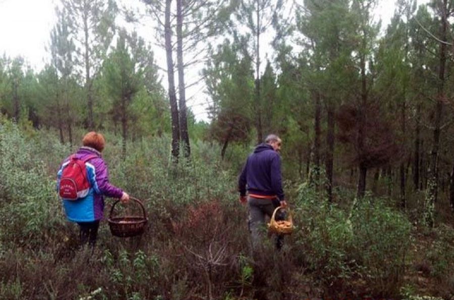 Salida al campo a por setas