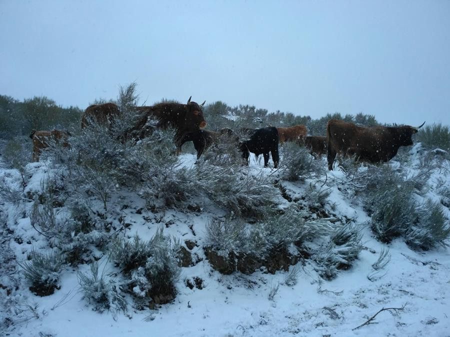  NievePorto enero18 (1) 