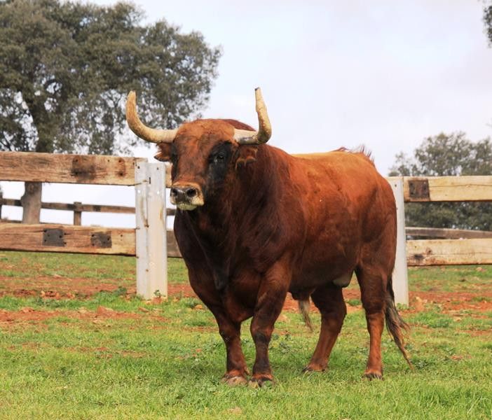  Rastreador toro enmaromado 2018 