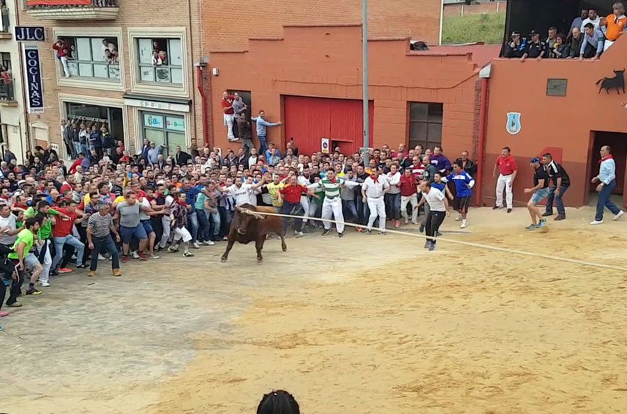  Salida toro enmaromado 