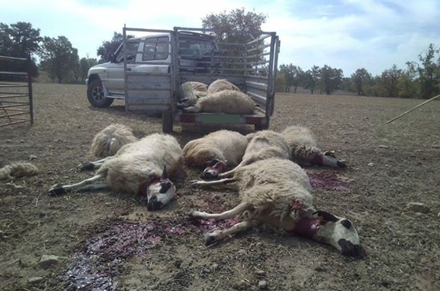  Ataque oveja lobo Fresno Sayago 