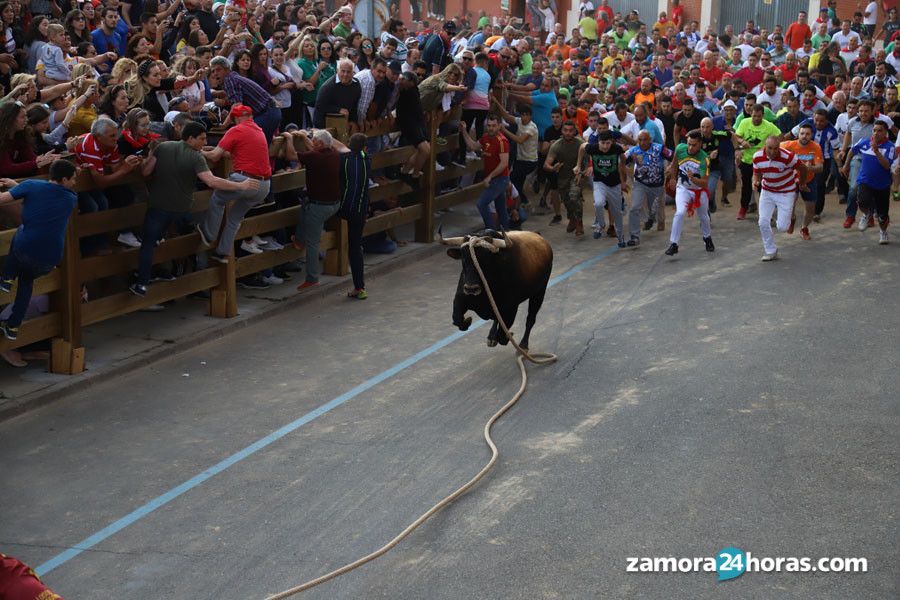  Toro Enmaromado 2019 Fotos: María Lorenzo