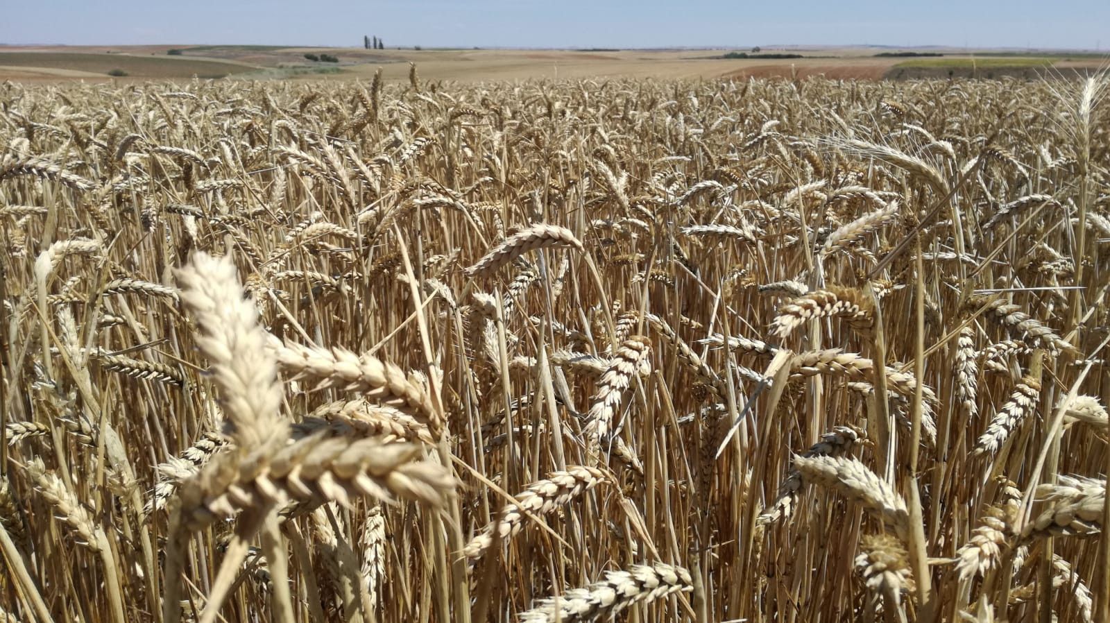 Los cereales y los lechones, al alza en la Lonja de Zamora