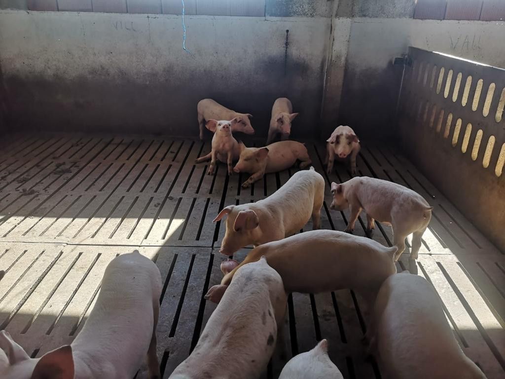 Sesión alcista en la Lonja de Zamora