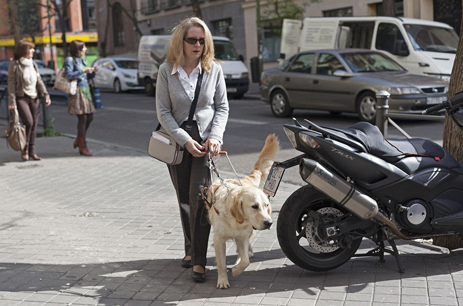 Perro guía. ONCE. Acceso de personas con animales a los edificios 