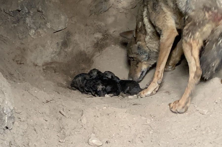  Lobo pare crias centro lobo 