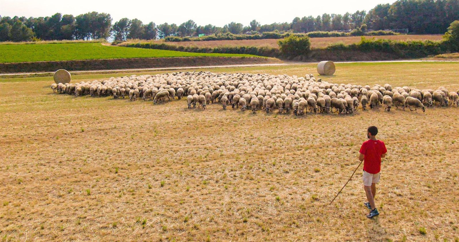  Campo ovejas ovino 