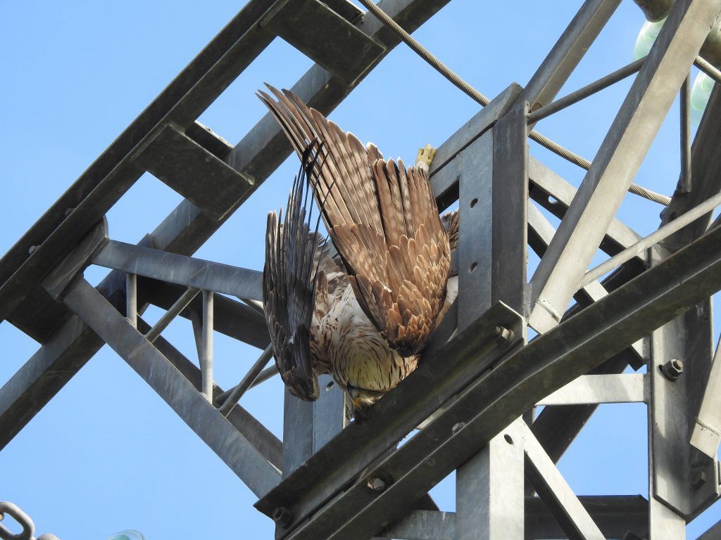  Águila de Bonelli electrocutada 1 Foto GREFA 1024x768 