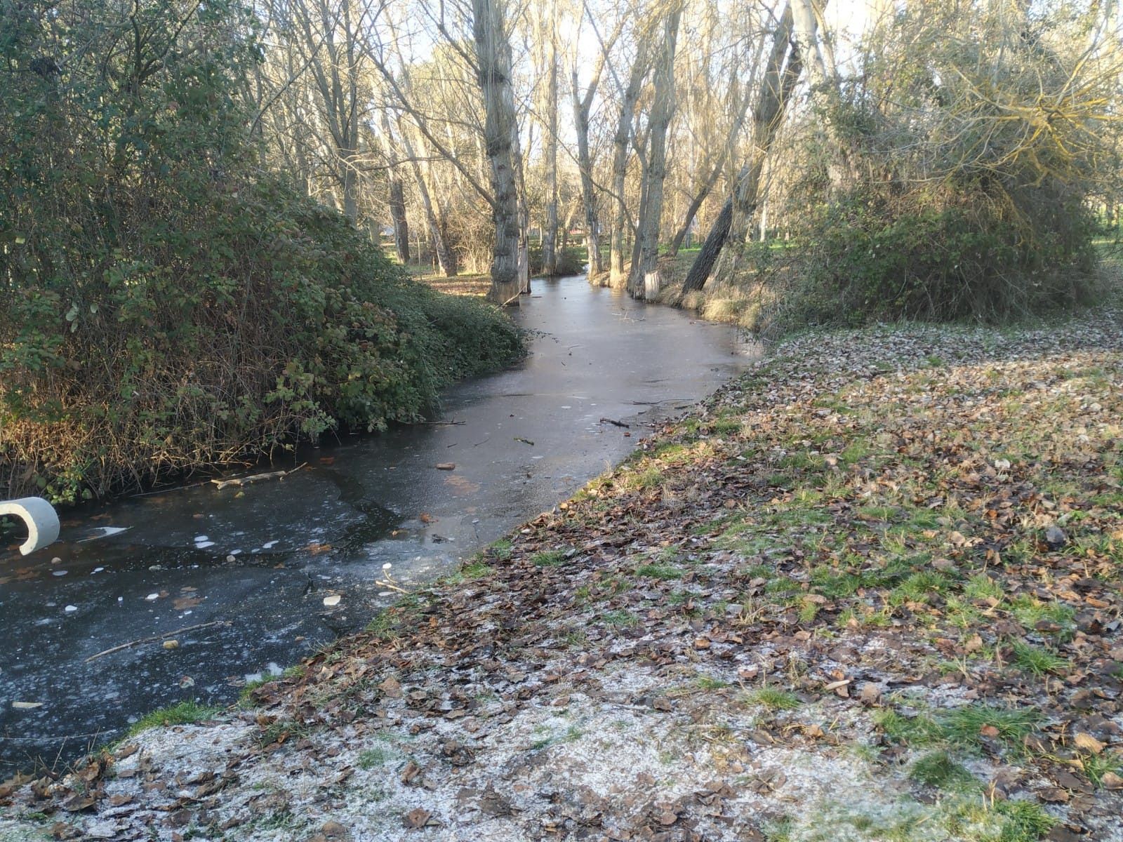 Bosque. Archivo