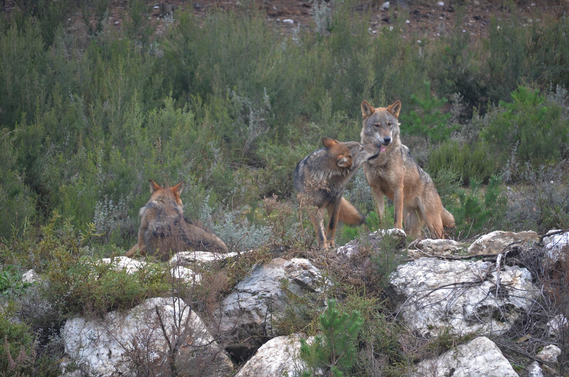 Manada de lobos / EP