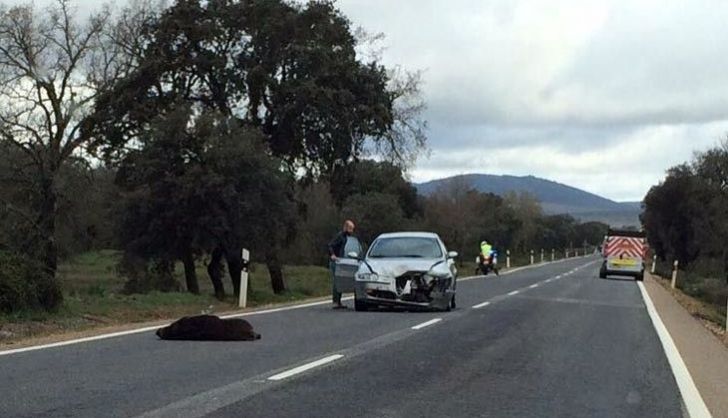 Archivo. Accidente Tábara por un jabalí. N-631