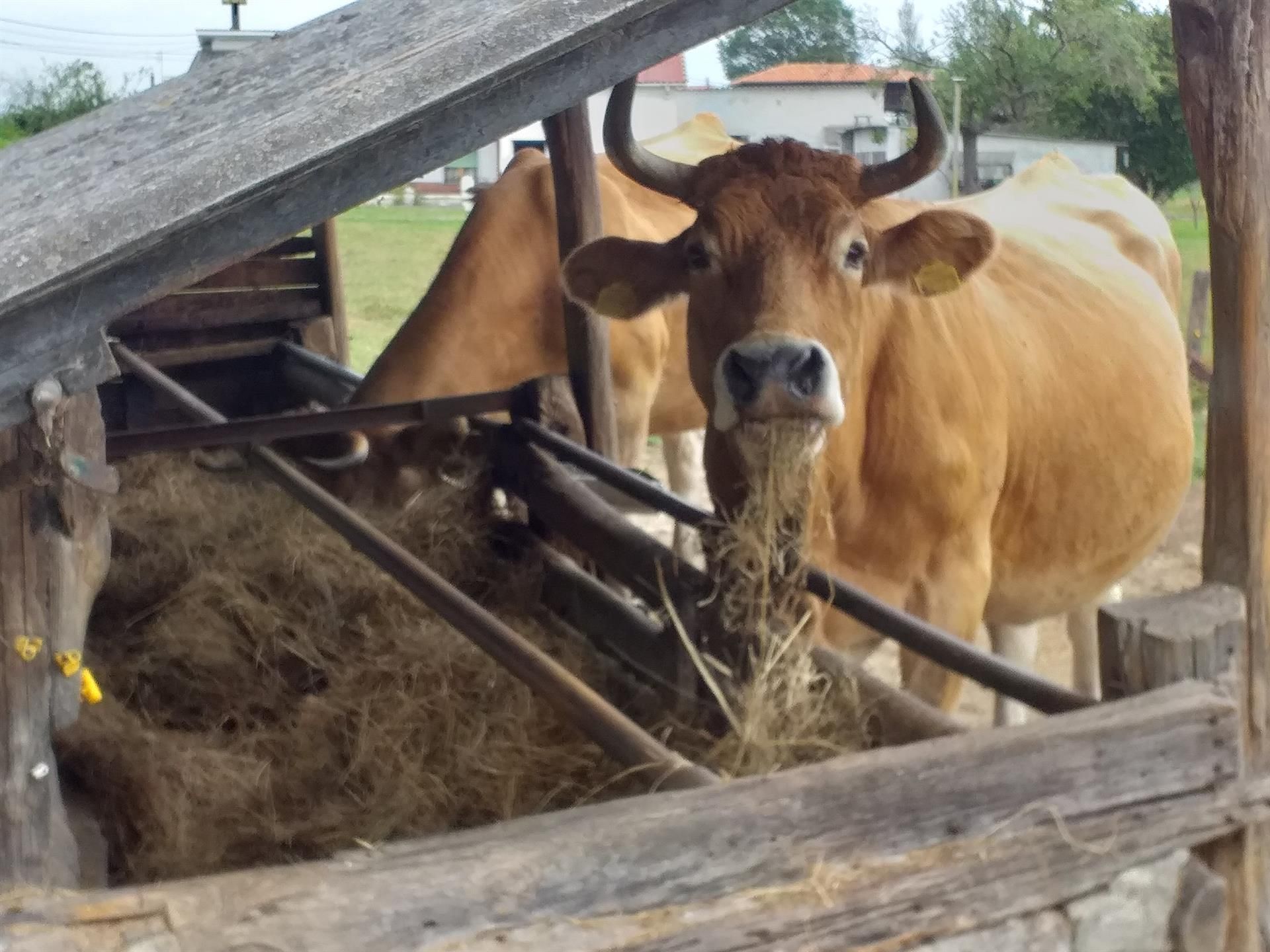 Una vaca en una explotación ganadera. EP